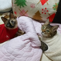 ヒートホット　キャットパジャマ (猫 ルームウェア 洋服 服 冬服)
