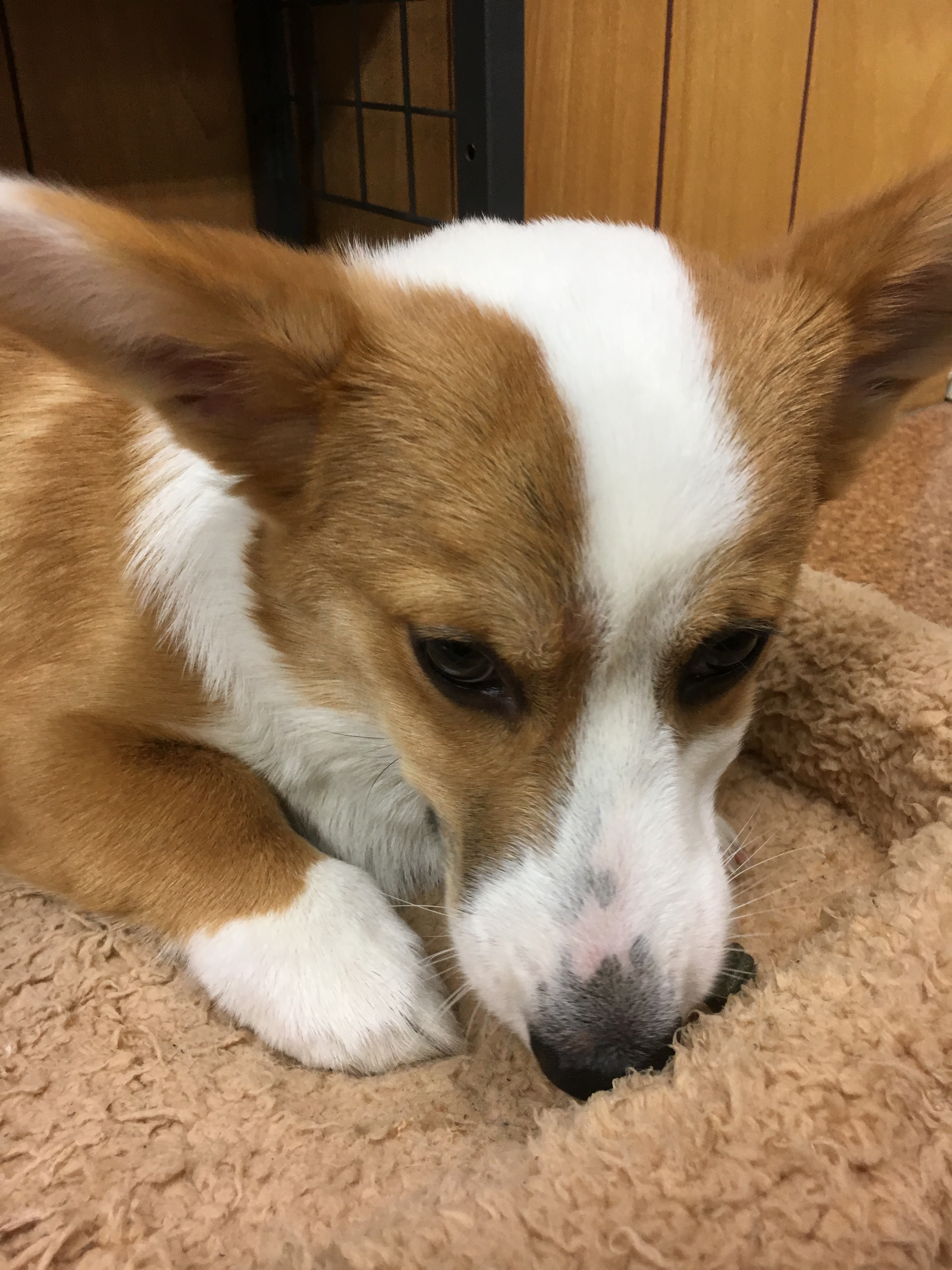 口コミ レビュー グリニーズプラス 穀物フリー 正規品 犬用おやつ 犬用おやつ ペット用品の通販サイト ペピイ Peppy