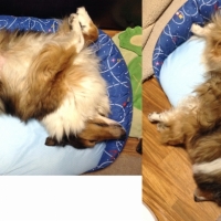 涼眠リバーシブルベッド（犬猫用ベッド）