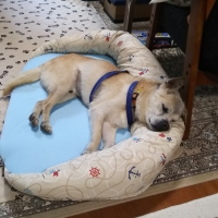 涼眠リバーシブルベッド（犬猫用ベッド）