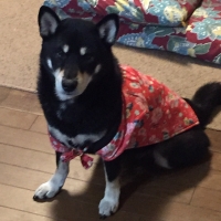 蓄熱ちゃんちゃんこ