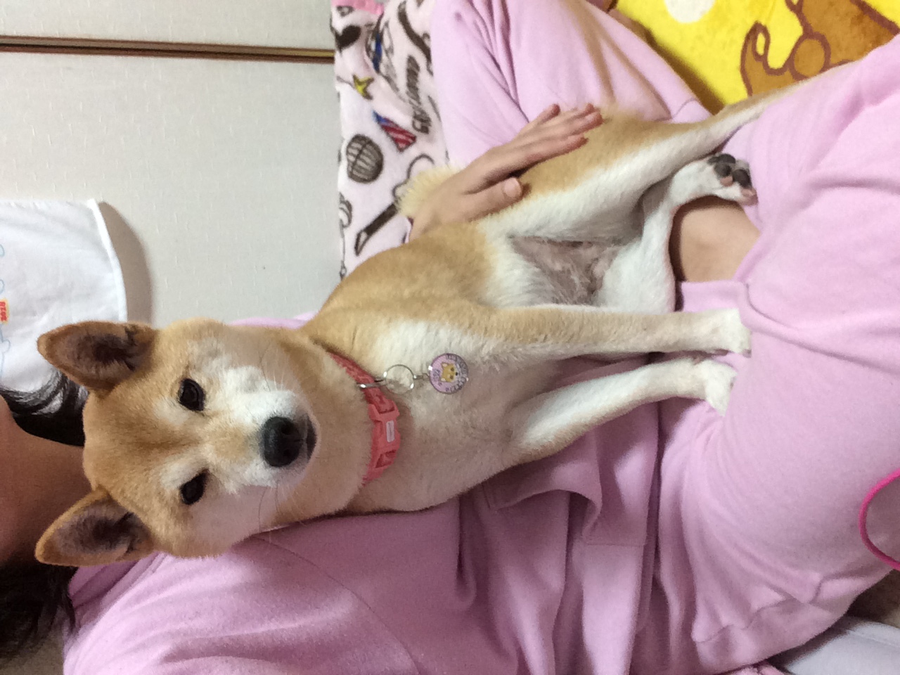 口コミ レビュー いつも一緒に迷子札 チャーム ぶら下げ 犬 迷子札 ペット用品の通販サイト ペピイ Peppy