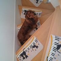 ピタッと吸着階段マット　黒猫ピアノ