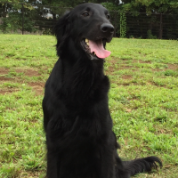 ピタッと吸着タイルマット│お部屋＆廊下対策セット（大判＆ロングセット）