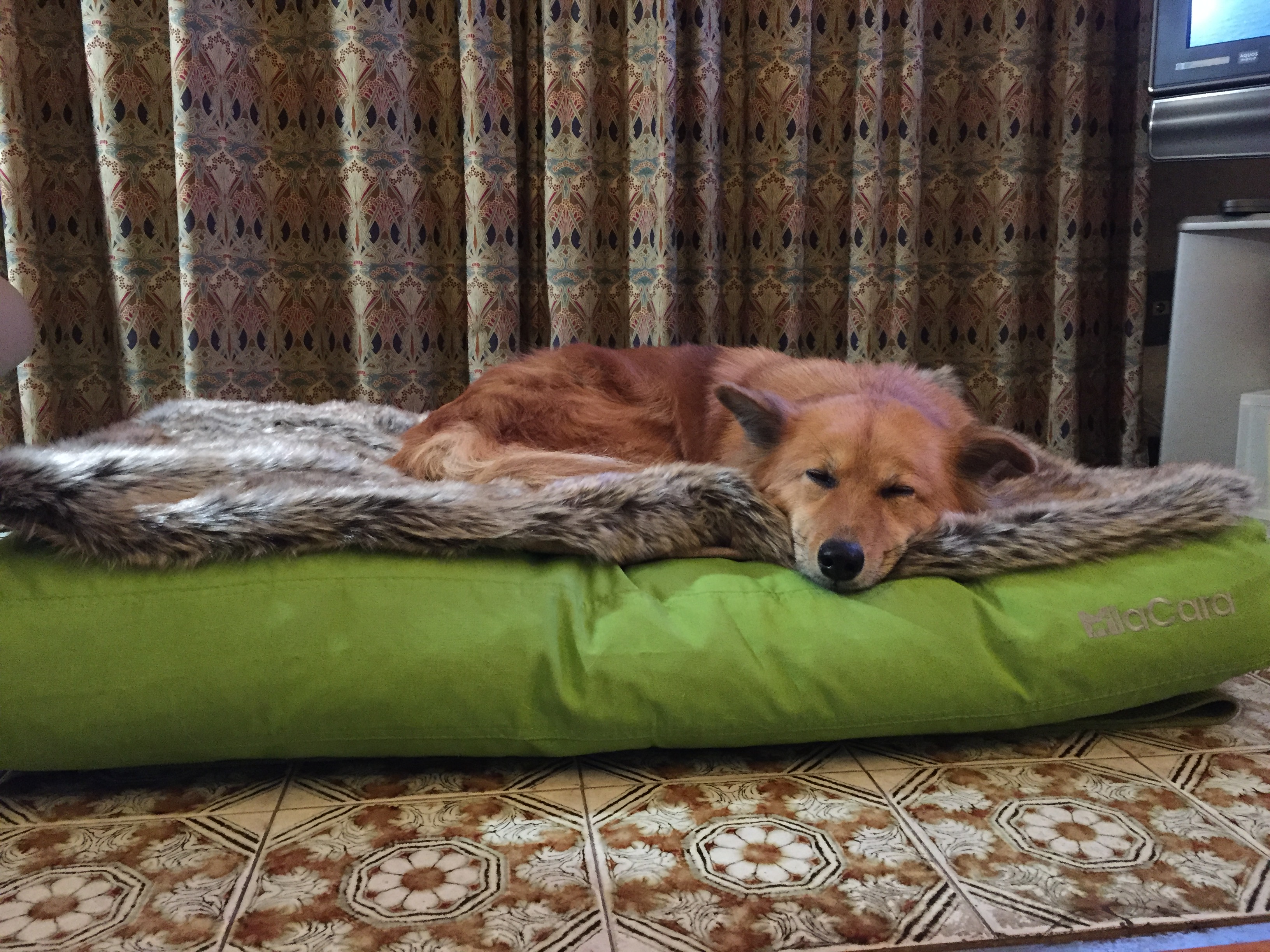 口コミ レビュー ブランケット フェルパ 犬用ベッド ペットベッド クッション ペット用品の通販サイト ペピイ Peppy