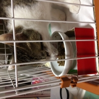ナチュラルチョイスキャット 室内猫用 キトンチキン (ナチュラルフード)