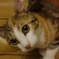 ナチュラルチョイスキャット 室内猫用 キトンチキン (ナチュラルフード)