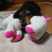 ロープドッグ
