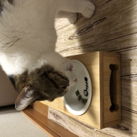 猫用グリニーズ 毛玉ケアスナック