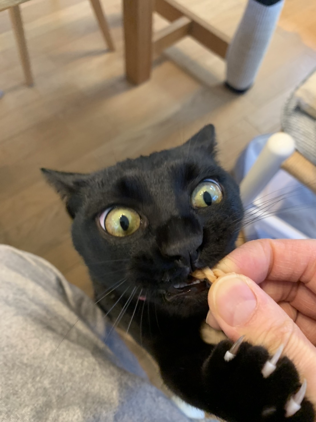口コミ レビュー 食べられる歯みがきロープ 猫用 猫用おやつ ペット用品の通販サイト ペピイ Peppy