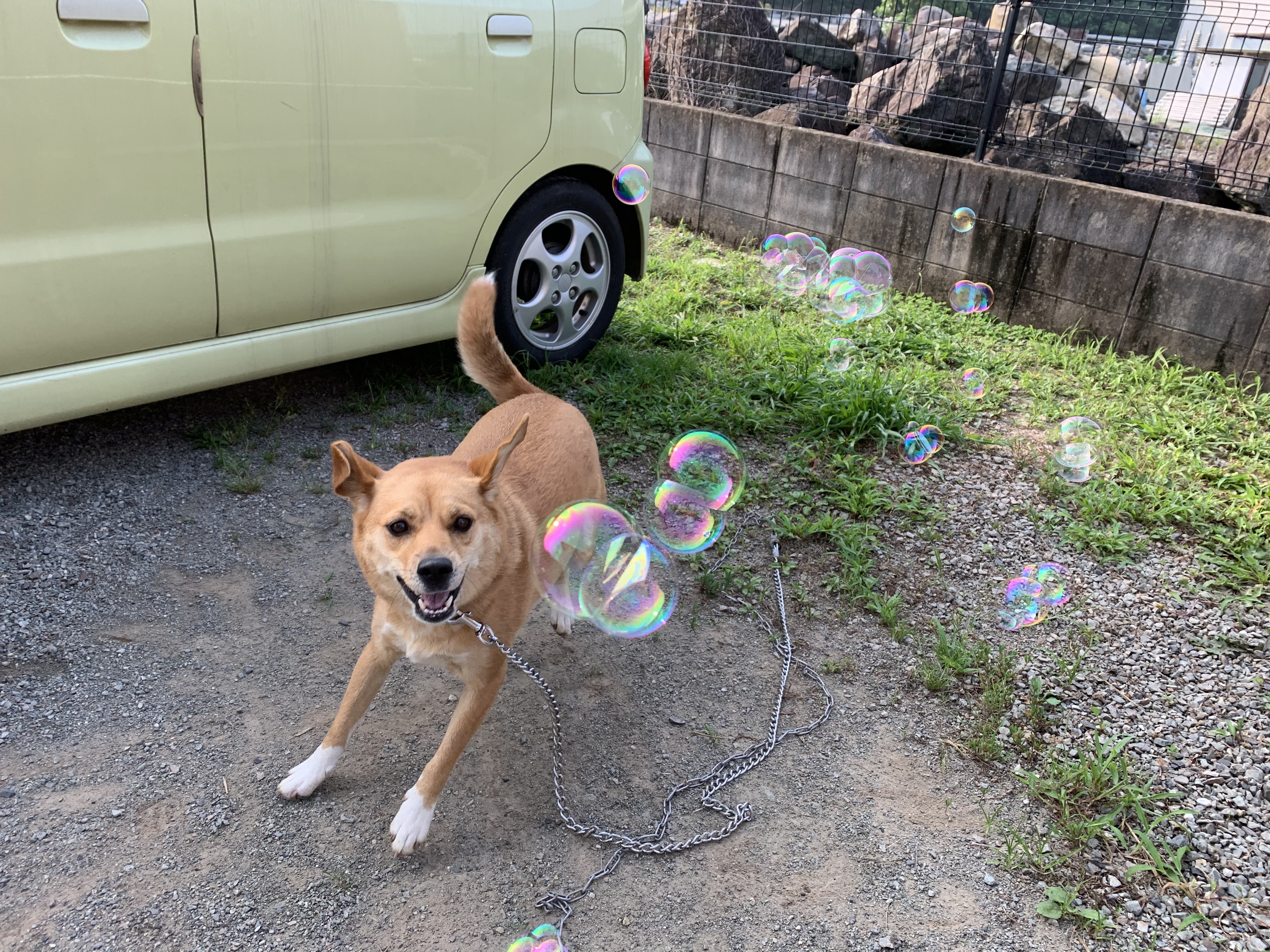 口コミ レビュー バブル ドッグガン 犬用おもちゃ ペット用品の通販サイト ペピイ Peppy