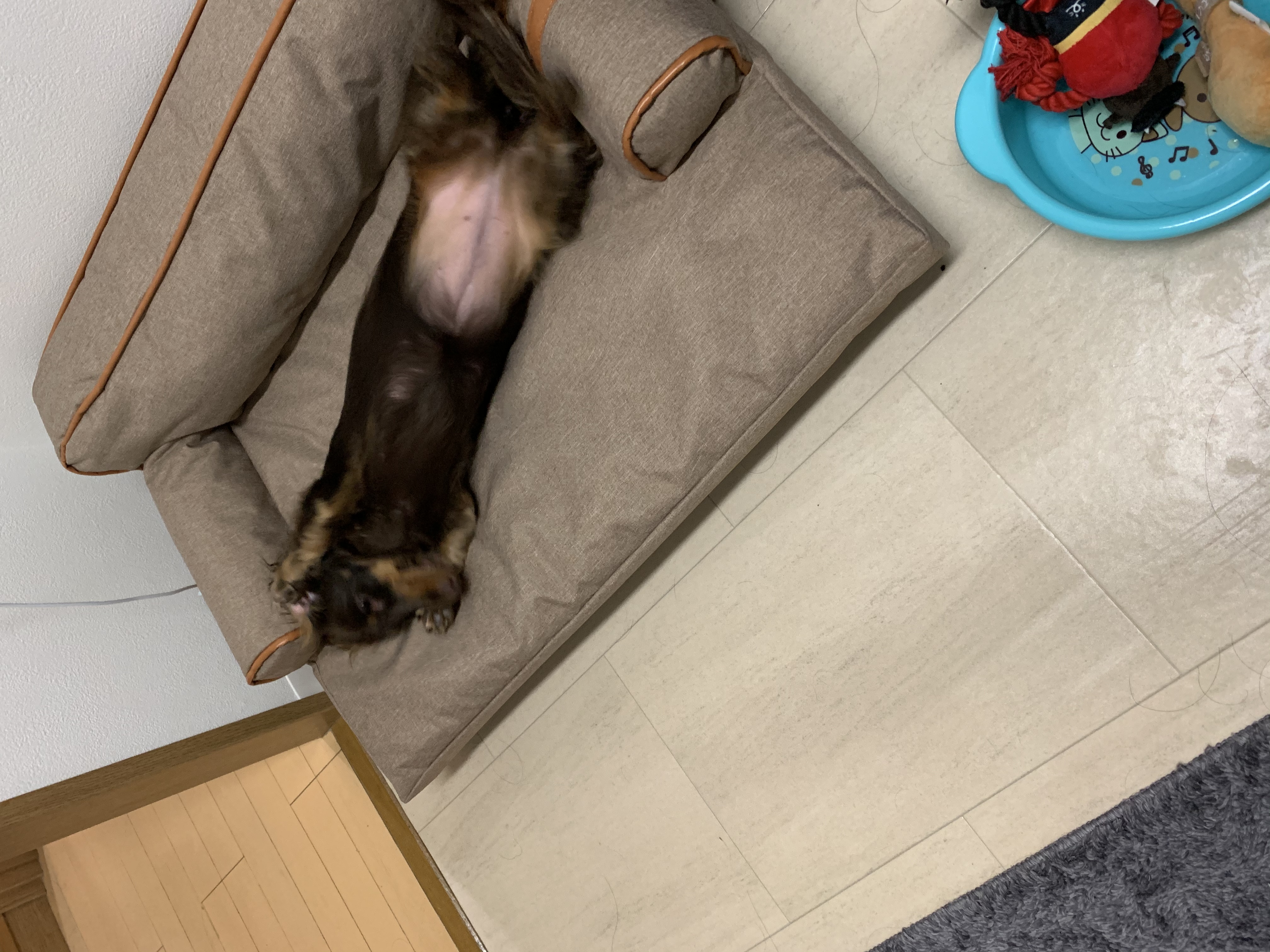 口コミ レビュー インプレイスソファベッド 犬用ベッド ペットベッド クッション ペット用品の通販サイト ペピイ Peppy