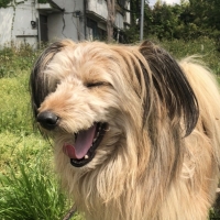 ニュートロ シュプレモ 成犬用 草原のレシピ