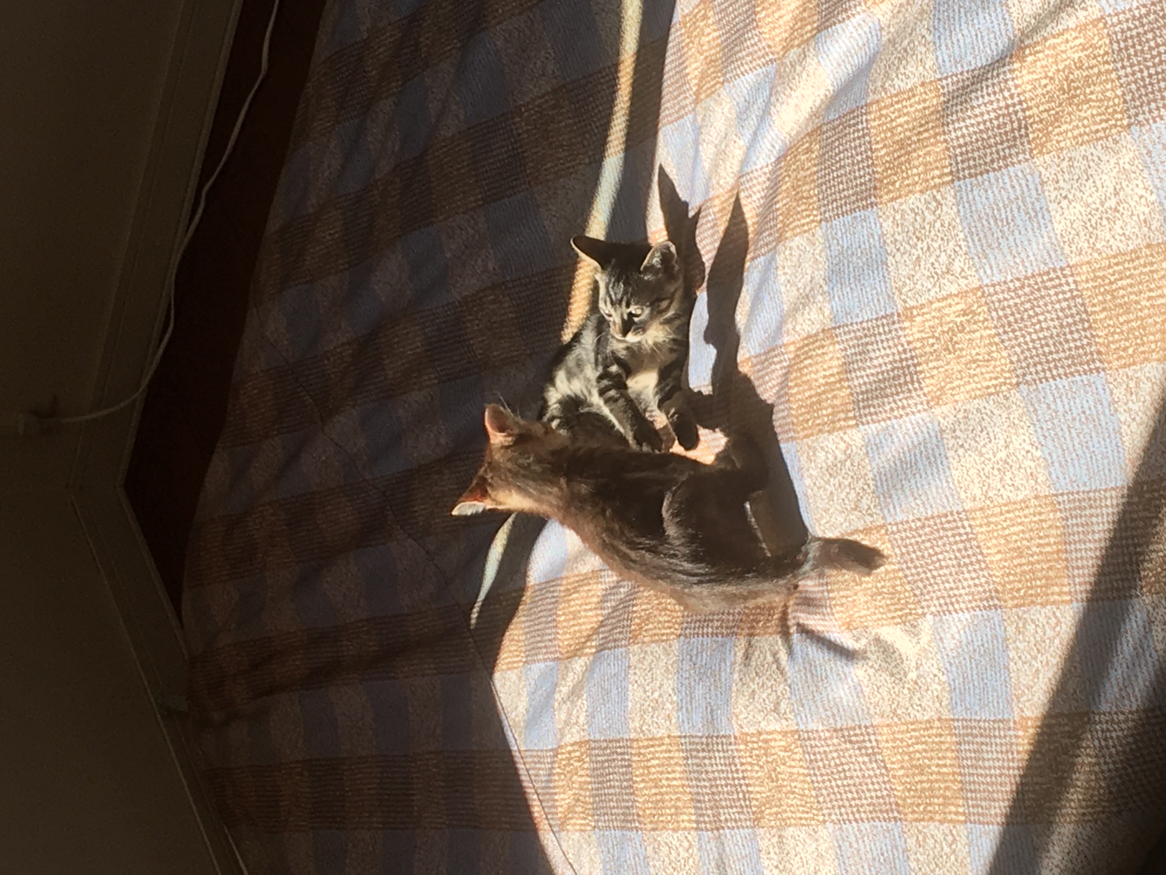 口コミ レビュー しっかり覆える大判防水マルチカバー 汚れ防止カバー ペット用品の通販サイト ペピイ Peppy 口コミ レビュー しっかり覆える大判防水マルチカバー 汚れ防止カバー ペット用品の通販サイト ペピイ Peppy