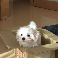 【室内で生活する小型犬の子犬用】 ロイヤルカナン ミニ インドア パピー