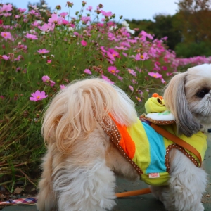 草むら大好き過ぎて ゴロゴロしている格さん ペット用品の通販サイト ペピイ Peppy